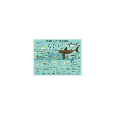Oopsy Daisy's Sharks of the World Canvas Wall Art - Size 24x18